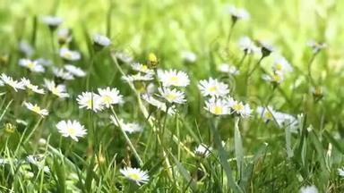 蜜蜂在公园里的白色雏菊花上飞翔。 春天来到了花绿野上..